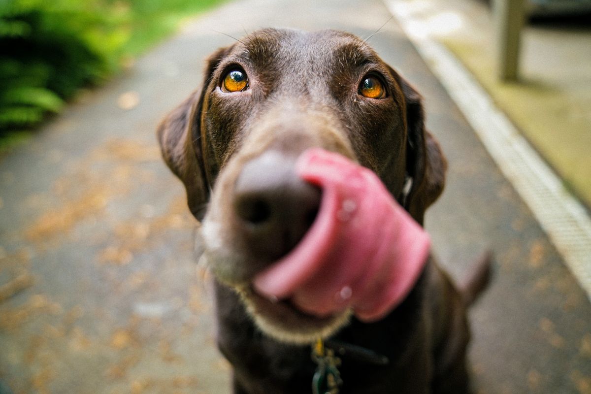 Ranger’s Pet Food Pantry Celebrates Major Milestone!