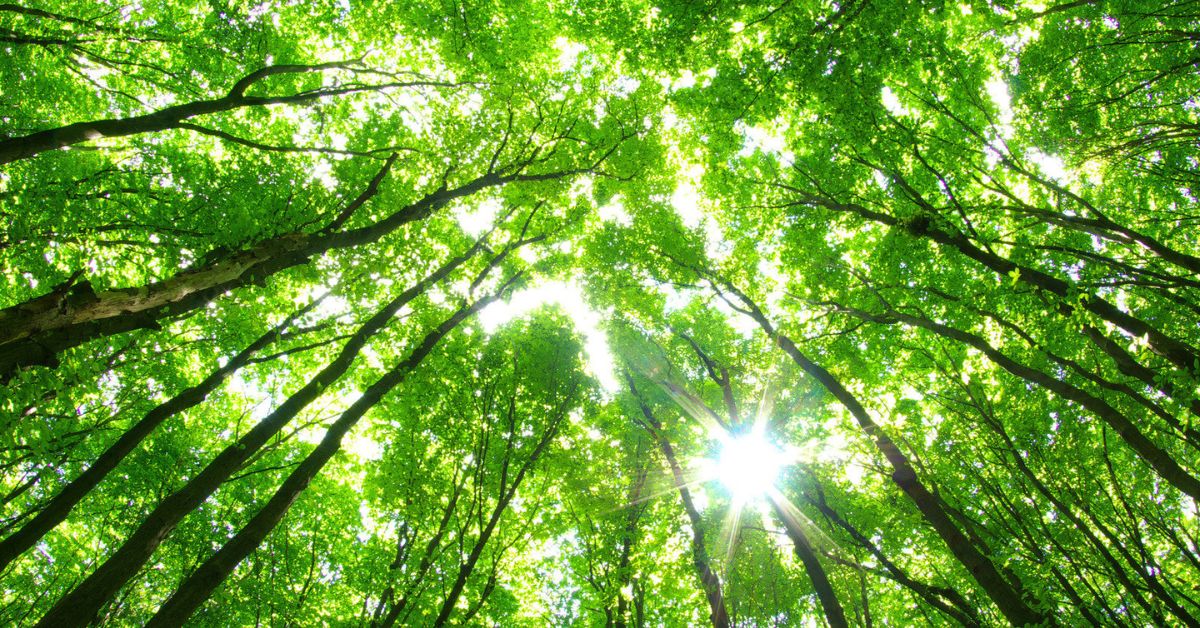 Greener Paths: Careers in Garden Management, Land Stewardship, and Trail Maintenance
